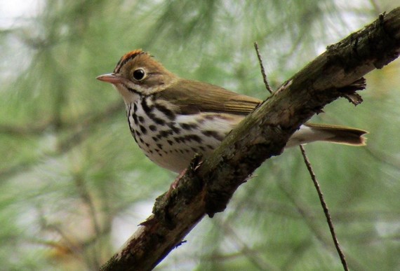 Ovenbird