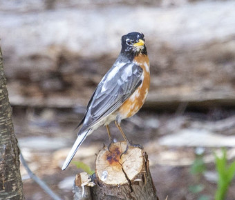 Partial Albino American Robin