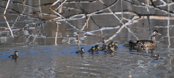 Wood Duck Family