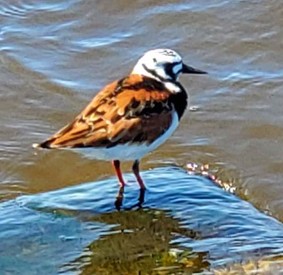 Ruddy Turnstone