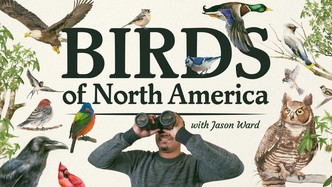 Birds of NA - Jason Ward