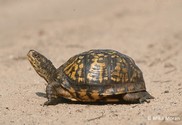 Box Turtle