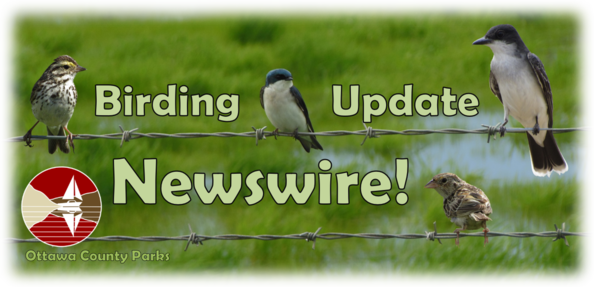 Birding Update NEWSWIRE!  Header