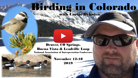 Birding in Colorado