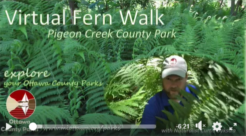 Virtual Fern Walk