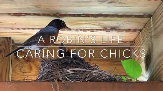 Robin Video