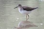 Sandpiper
