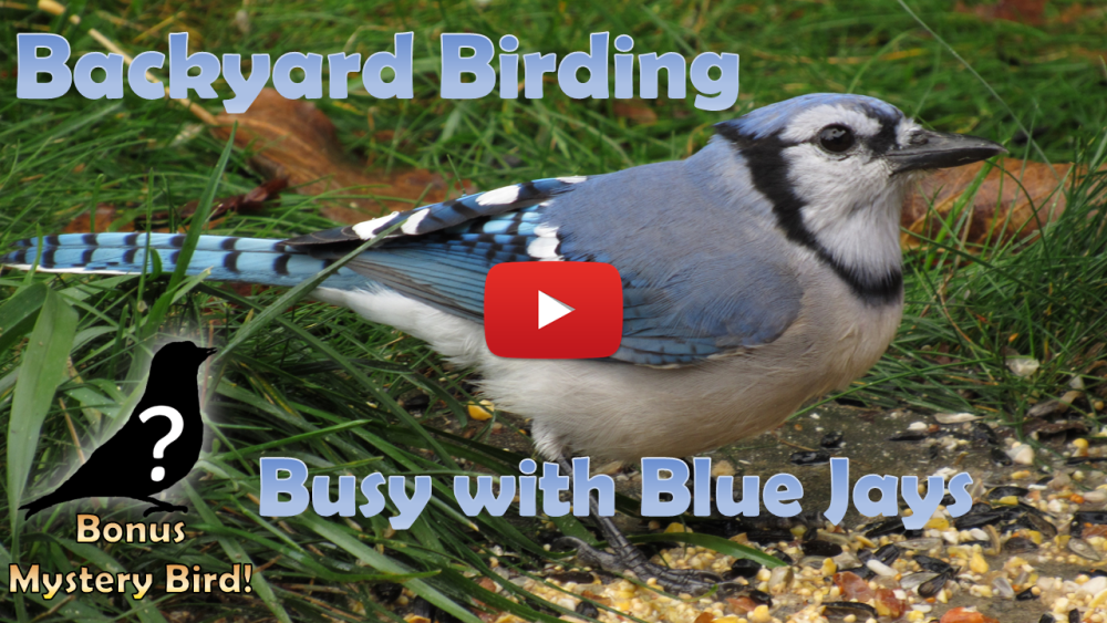 The Busy Blue Jay