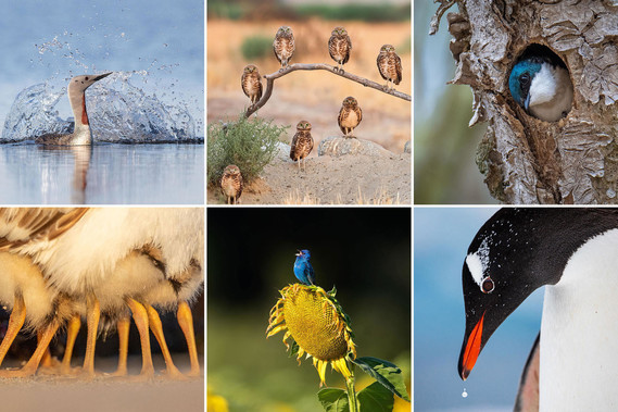 Audubon Photo Contest