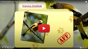 EVGR - Animal Fact Files