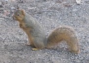 Fox Squirrel