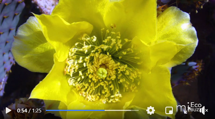 EcoBuzz Prickly Pear Video