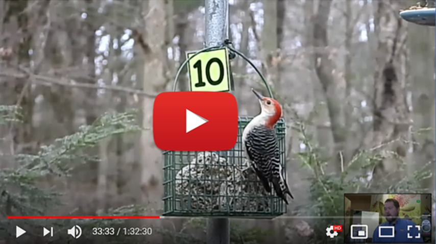 Coffee with the Birds Live Stream