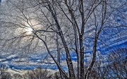 Winter Trees
