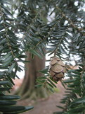Pine Cone