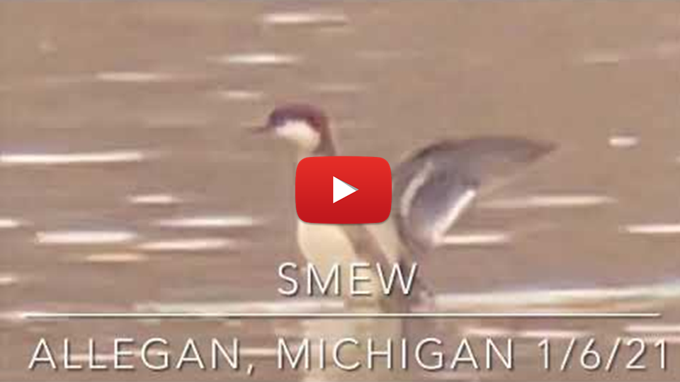SMEW VIDEO THUMBNAIL
