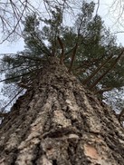 Five Needled Tree