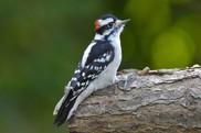 Woodpecker