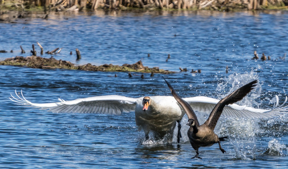 Swan vs. CANG