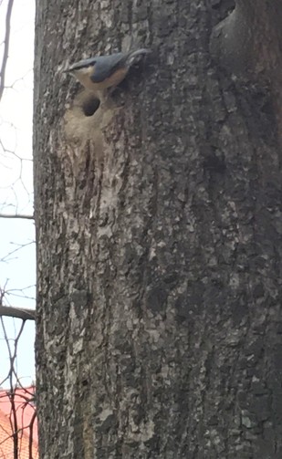 Eurasian Nuthatch