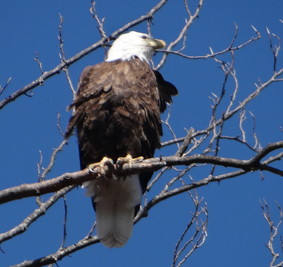 Bald Eagle Tom Visner