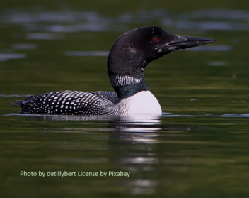 Common Loon - Pixabay