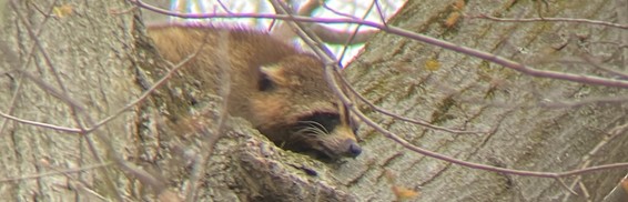 Roosting Raccoon
