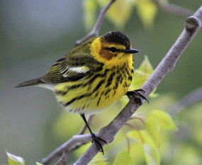 Cape May Warbler