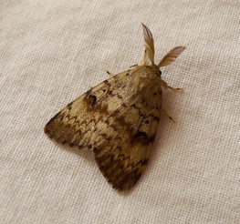 Gypsy moth