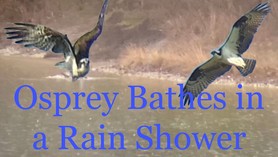 Osprey Bathes in a Rain Shower