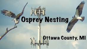 Osprey Nesting in Ottawa County