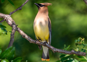 Cedar Waxwing - Doug Kuiper