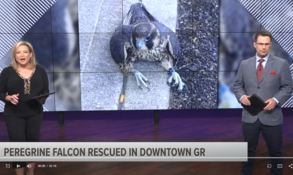 WZZM Peregrine Falcon