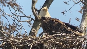 Bald Eagle Nest Grand Ravines