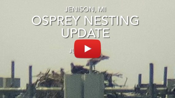 Osprey Nesting Update