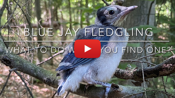 Blue Jay Fledgling Video