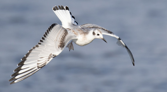 Bonaparte's Gull - Judi Manning (2019)