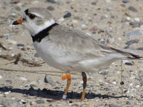 Piping Plover - CDykstra