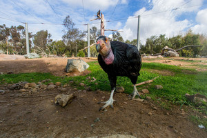California Condor