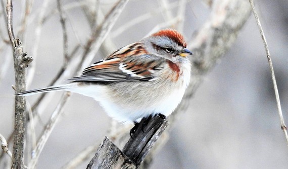 Tree Sparrow - Kay Klamer