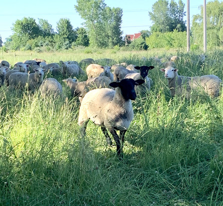 Sheep browse at Shady Side Farm in Olive Township. The Bronkemas raise grass-fed Polypay sheep for both meat and wool.
