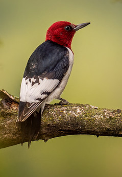 Red-headed Woodpecker - Doug Kuiper