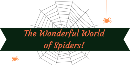 The Wonderful World of Spiders