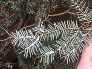 Hemlock Woolly Adelgid