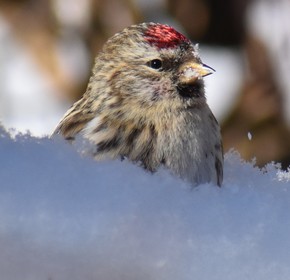 Redpoll in the snow by Lynn Rutan 2022 Photo Contest