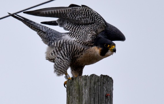 Peregrine Falcon - Robin Brandsen
