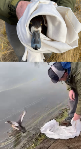 Scaup Rescue