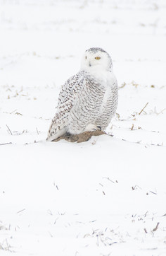 Snowy Owl - Blair Celano