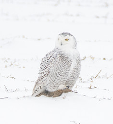 Snowy Owl - Blair Celano