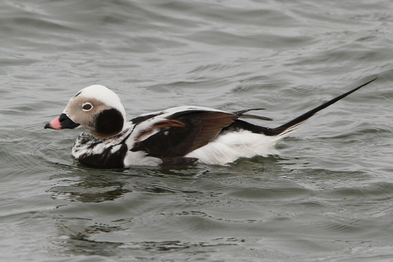 Long-tailed Duck - Lucas Timmer